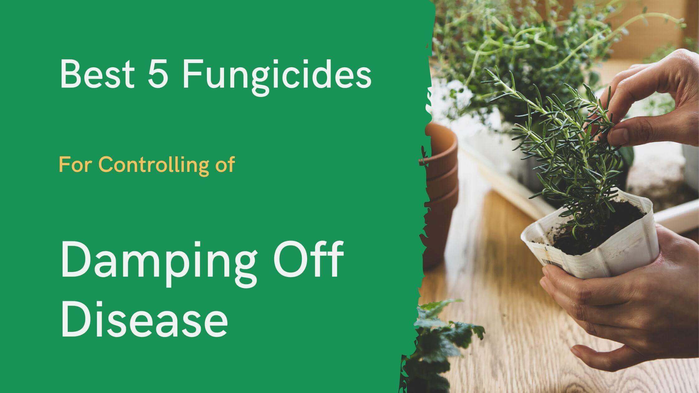 Fungicides for Controlling Damping Off Disease.