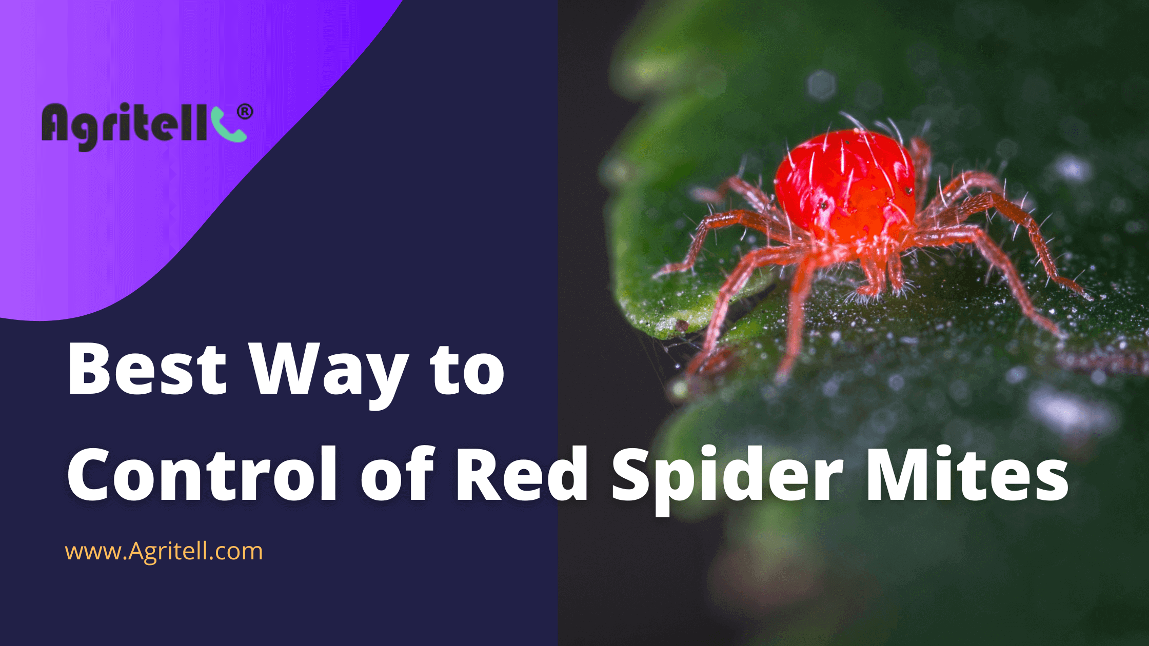 Control of Red Spider Mites on Crops.