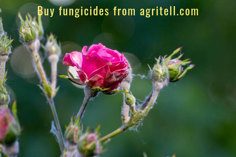 Buy Buy Fungicides Online Online - Agritell.com