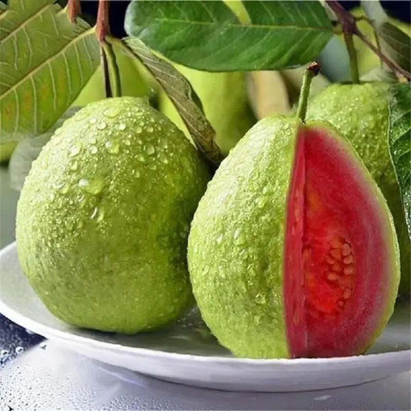 Guava Pink Guava Seeds Pack of 20