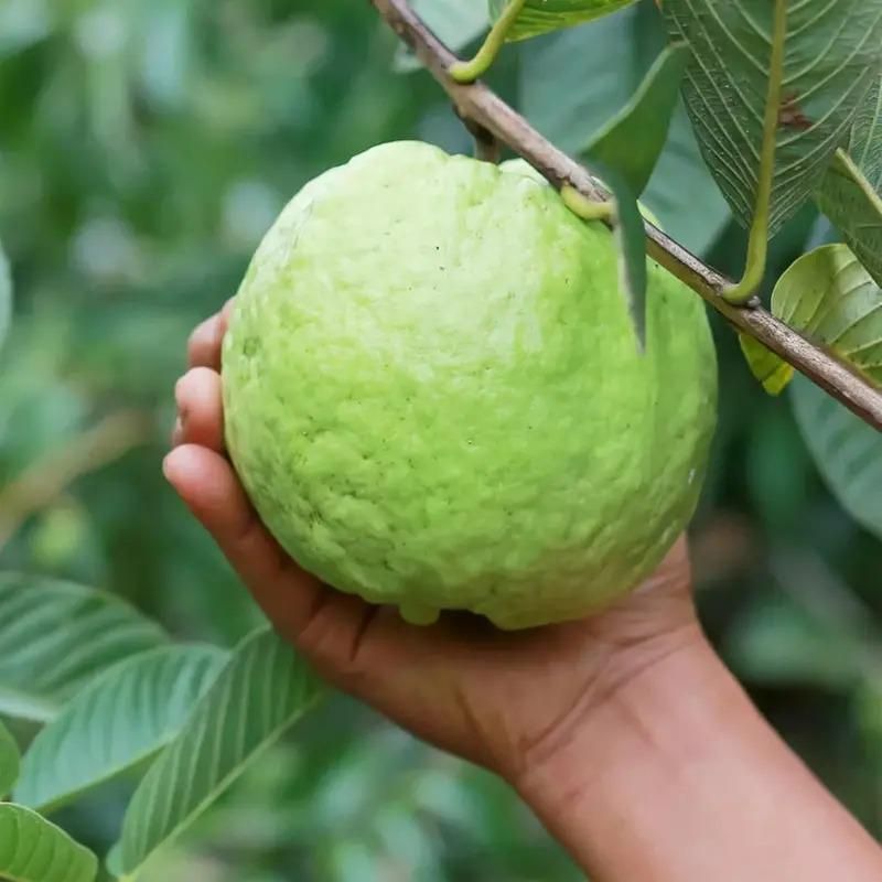 Guava Pink Guava Seeds Pack of 20